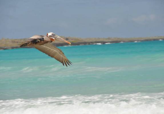 Pelicano sobrevoa Tortuga Bay, na Ilha de Santa Cruz, em Galápagos